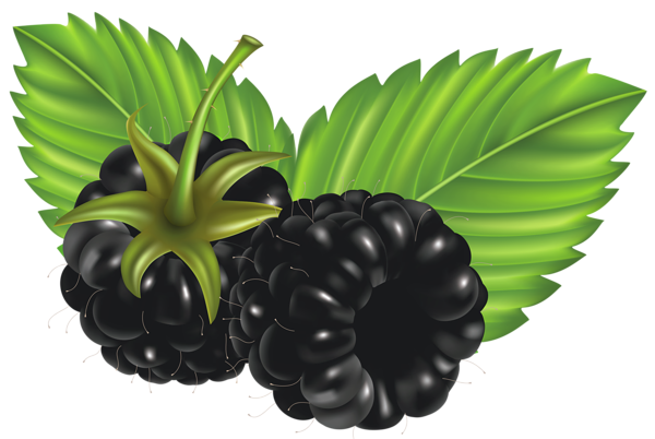 Gambar PNG buah blackberry dengan latar belakang Transparan