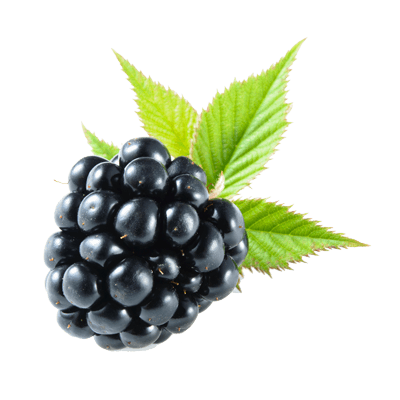 Blackberry Buah PNG Pic