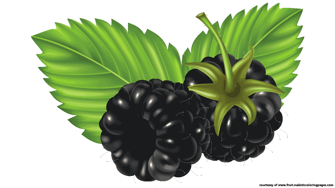 Gambar PNG buah blackberry