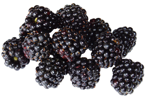 Gambar Transparan buah blackberry