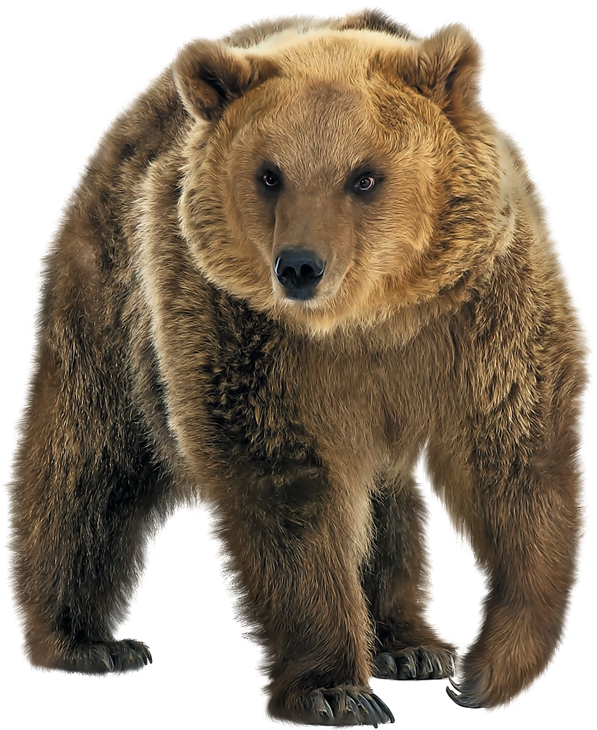 Bear Png Images Free PNG Image