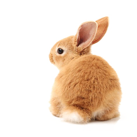 สีน้ำตาลกระต่ายดาวน์โหลด PNG Image