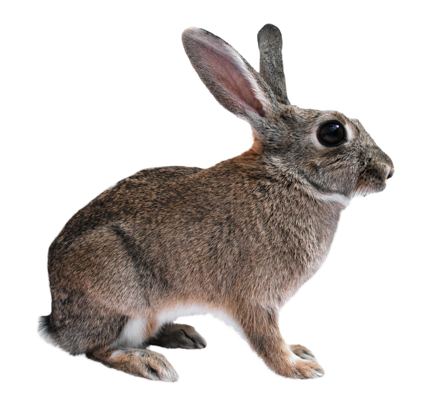 ดาวน์โหลด Rabbit สีน้ำตาลภาพ PNG โปร่งใส