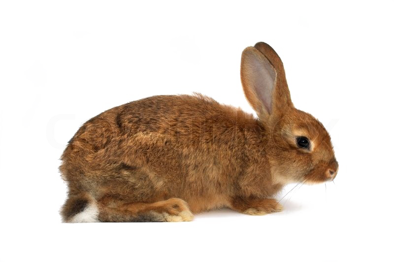Brown Rabbit PNG ดาวน์โหลดรูปภาพ