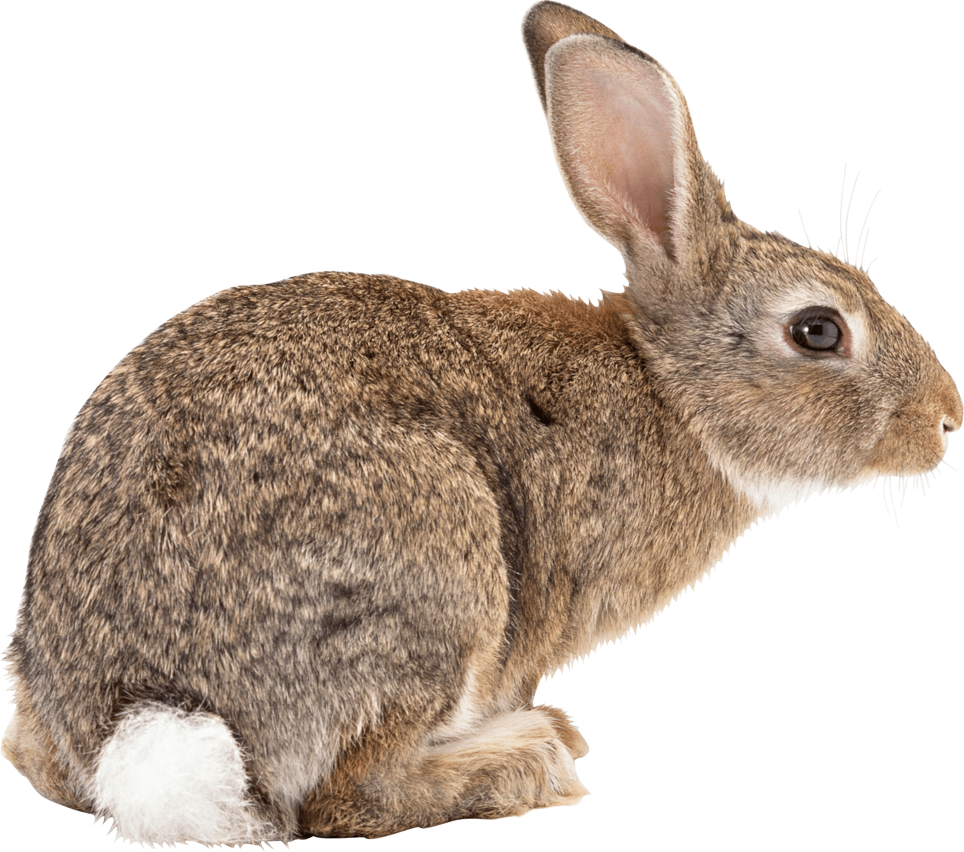 กระต่ายสีน้ำตาล PNG ภาพคุณภาพสูง