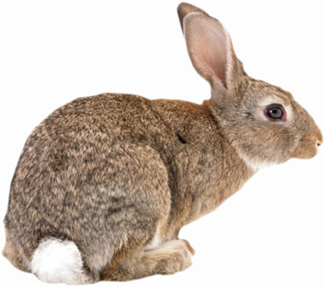 ภาพ PNG กระต่ายสีน้ำตาล