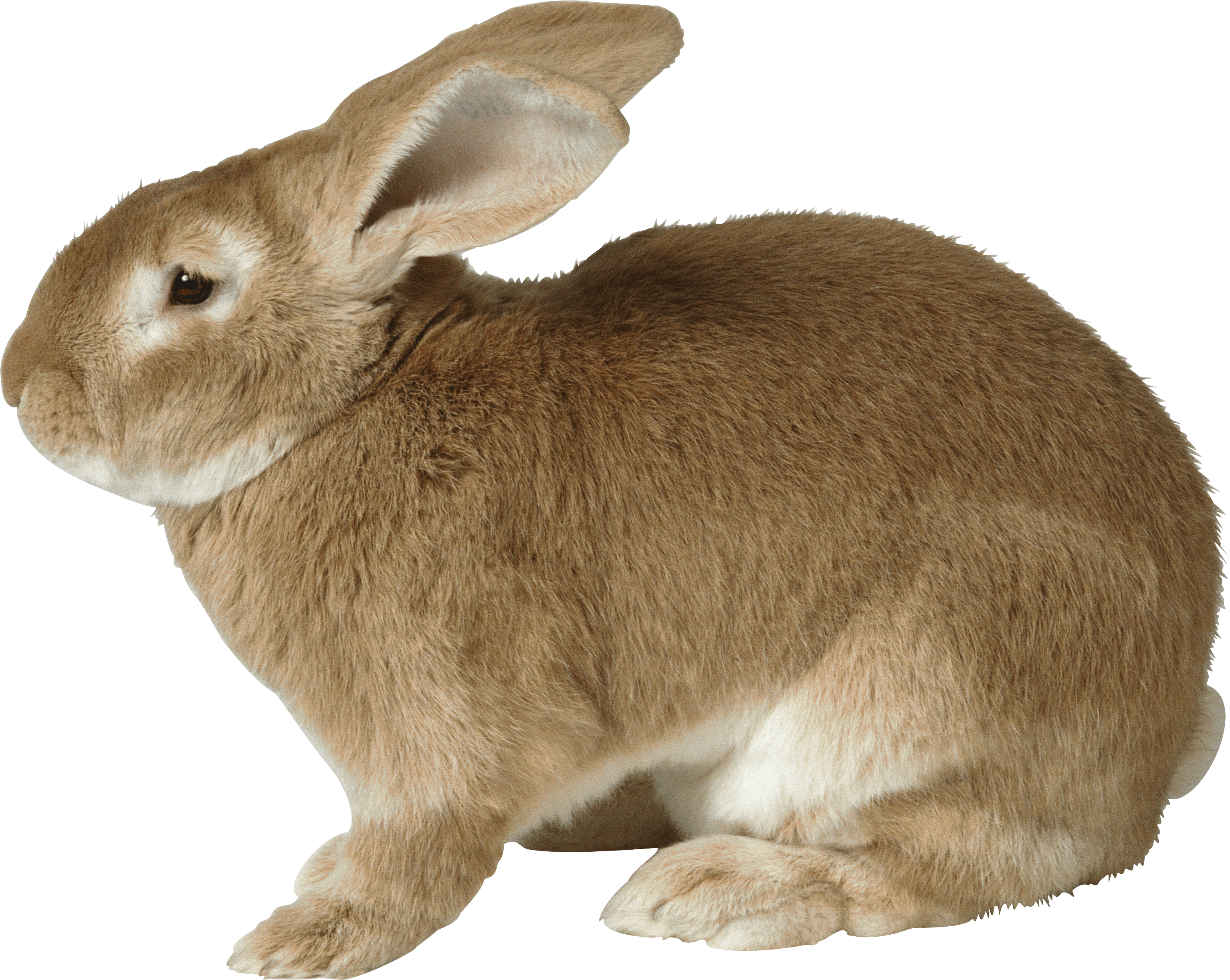 รูปภาพ PNG กระต่ายสีน้ำตาล