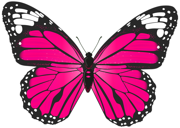 나비 다운로드 투명 PNG 이미지
