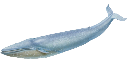 Gambar PNG Cetacea Gratis