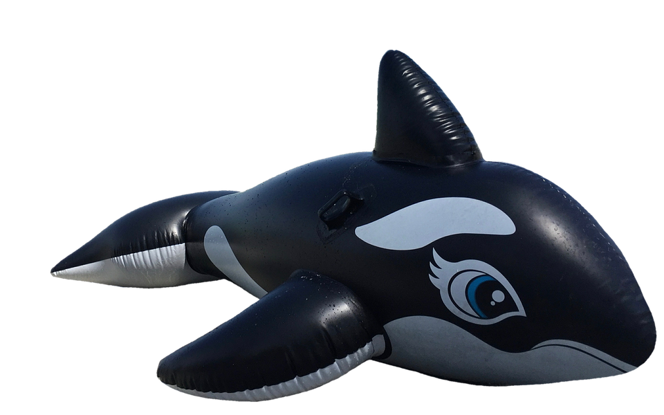 Cetacea PNG Gambar berkualitas tinggi