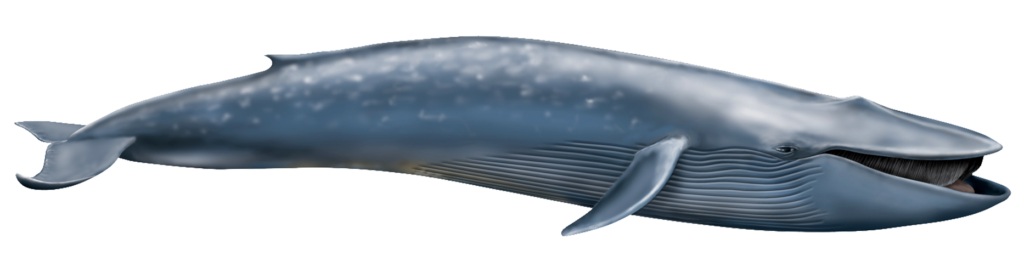 Cetacea PNG Gambar
