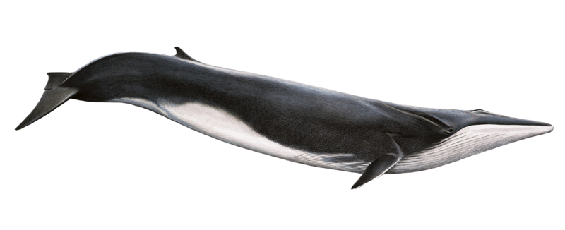 Cetacea Gambar Transparan