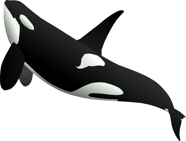 Cetacea Gambar Transparan
