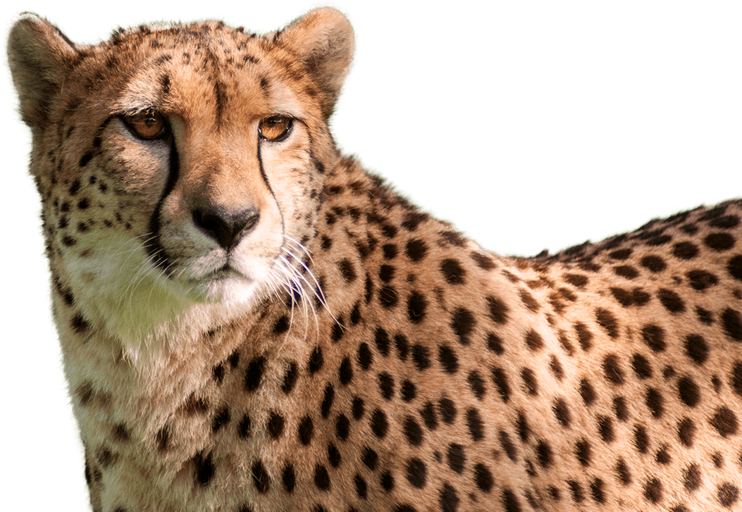 Cheetah PNG hoogwaardige Afbeelding
