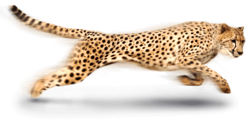 Cheetah PNG Foto