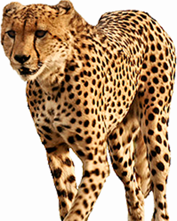 Cheetah Transparant Beeld