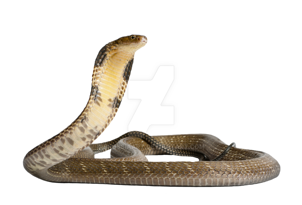 Cobra PNG фоновое изображение
