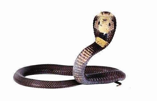 Cobra PNG прозрачное изображение