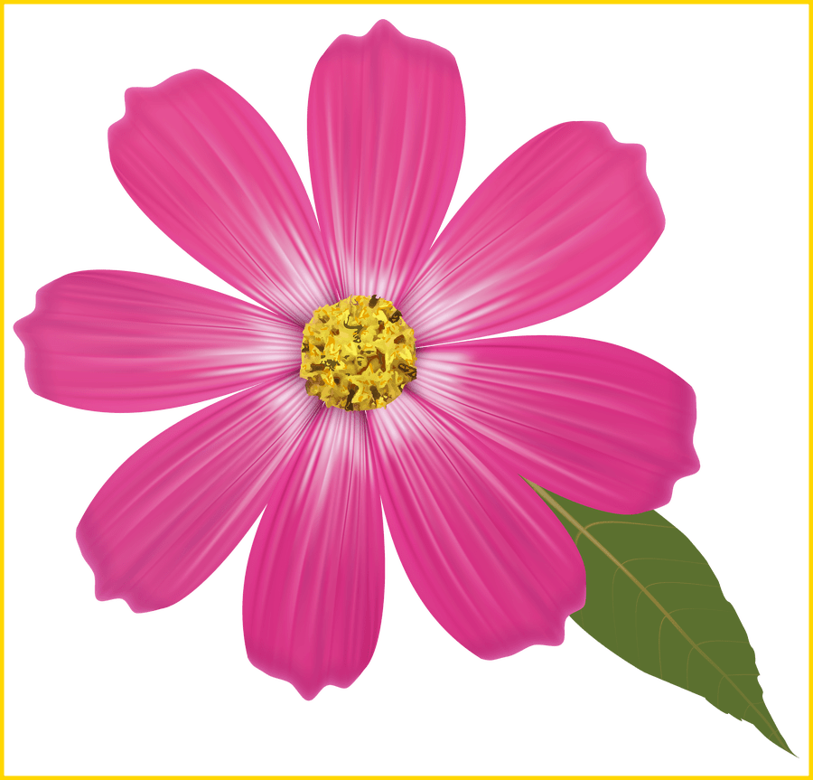 Gekleurde bloemen Download PNG-Afbeelding
