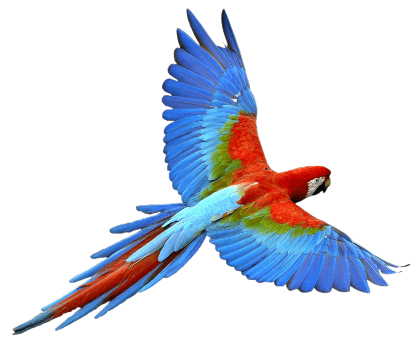 Parrot PNG ที่มีสีสันภาพคุณภาพสูง