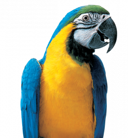 Colorful-Parrot-PNG-Picture-259x279.png