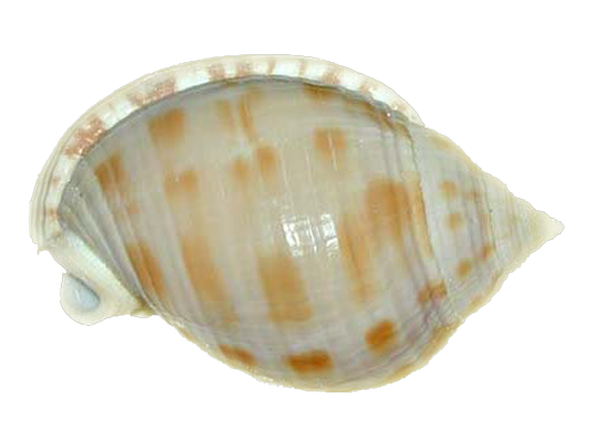 Conch Shell PNG Image