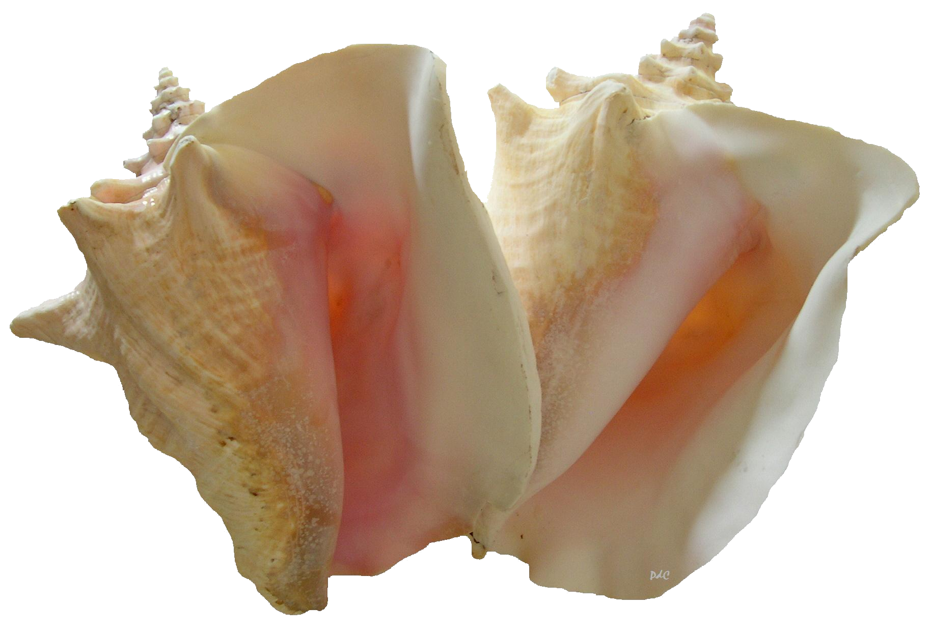 Conch shell PNG Pic