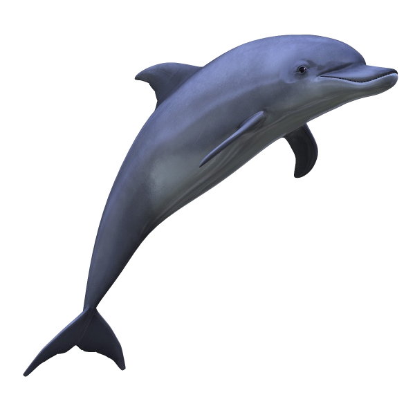 Dolphin Free PNG Image