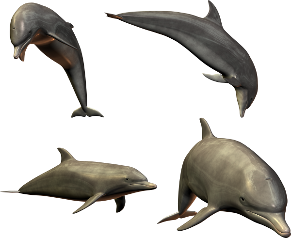 Дельфин PNG картина