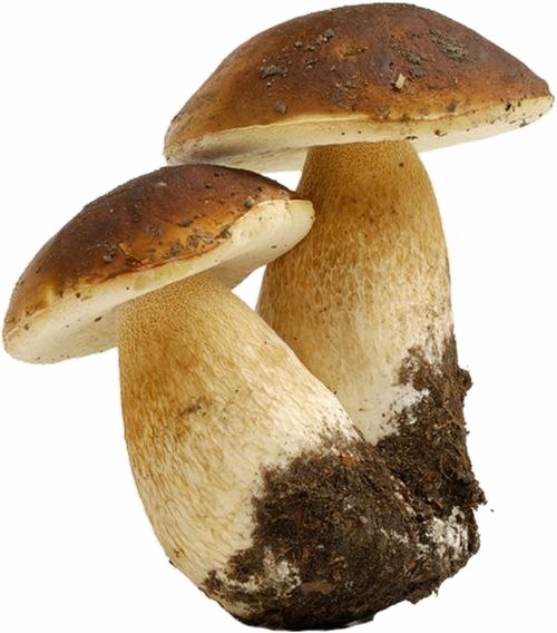 Edible Mushroom PNG Transparent Image – Free PNG Pack Download