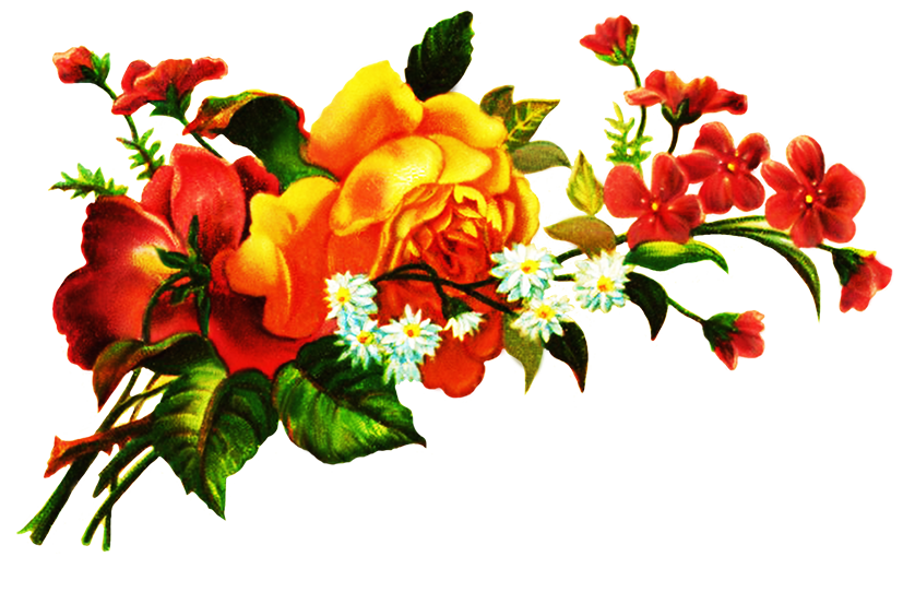 ดอกไม้ดาวน์โหลด PNG Image