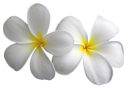 ดอกไม้พื้นหลังภาพ PNG