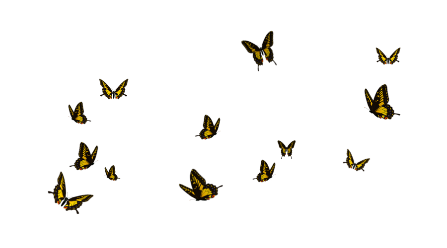 비행 나비 다운로드 PNG 이미지