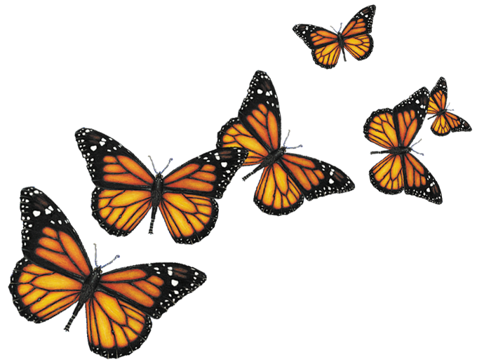 Download Flying Butterfly PNG Background Image | PNG Arts