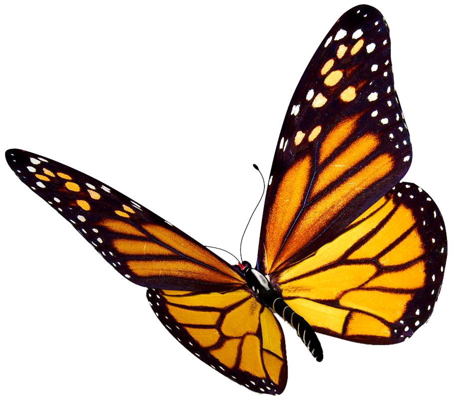 Fliegender Schmetterling PNG Herunterladen Bild Herunterladen
