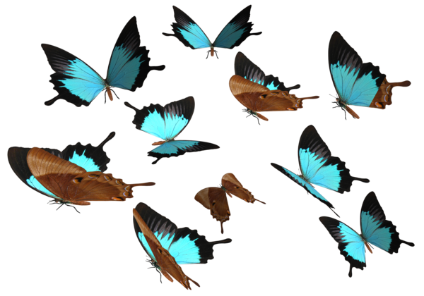 비행 나비 PNG 이미지 투명