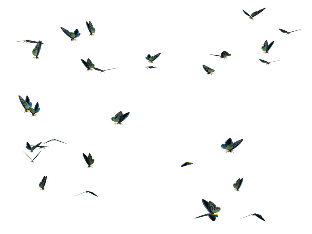 비행 나비 투명 이미지