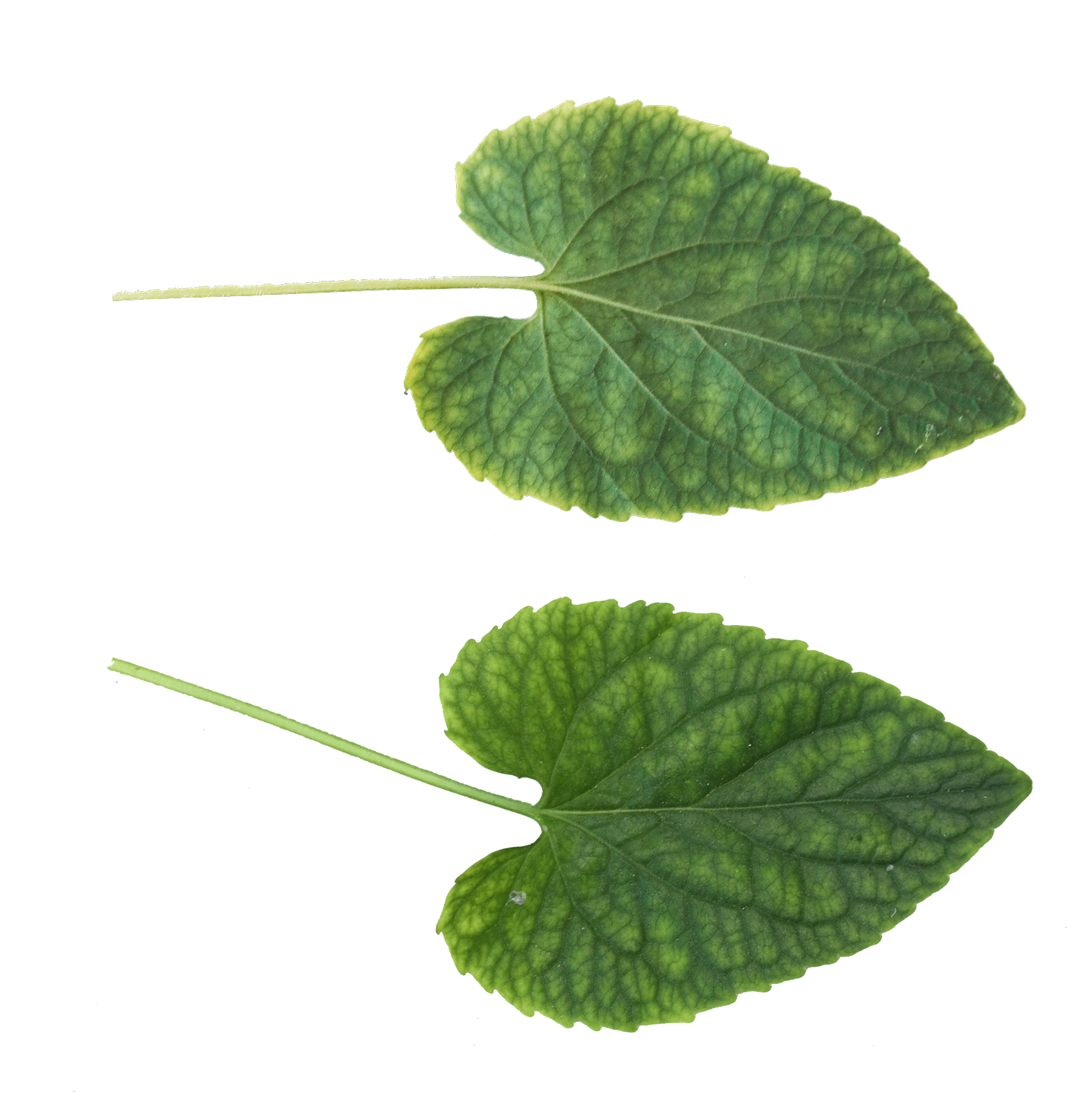 녹색 잎 다운로드 투명 PNG 이미지를 다운로드합니다