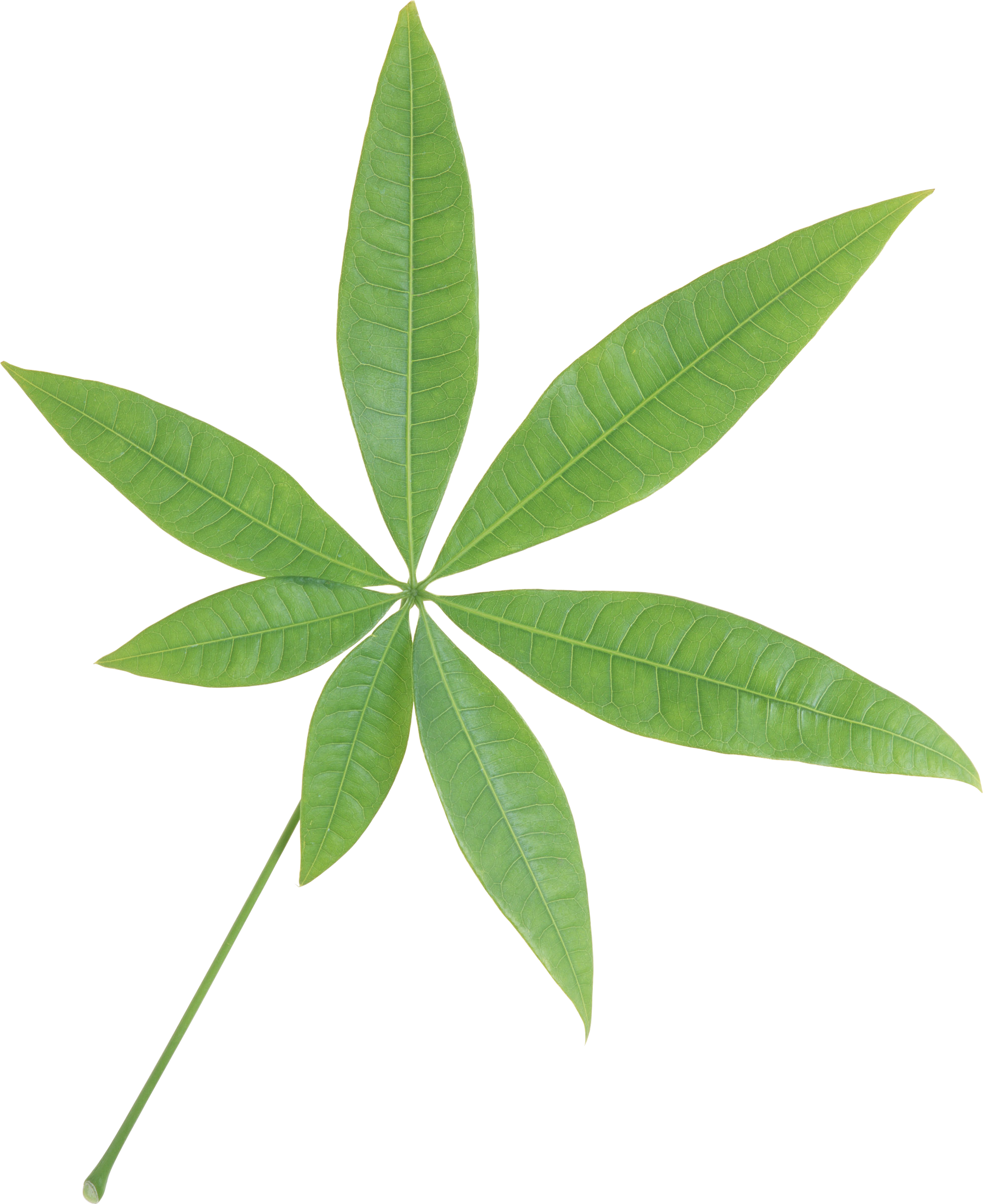 ดาวน์โหลด Green Leaves PNG ฟรี