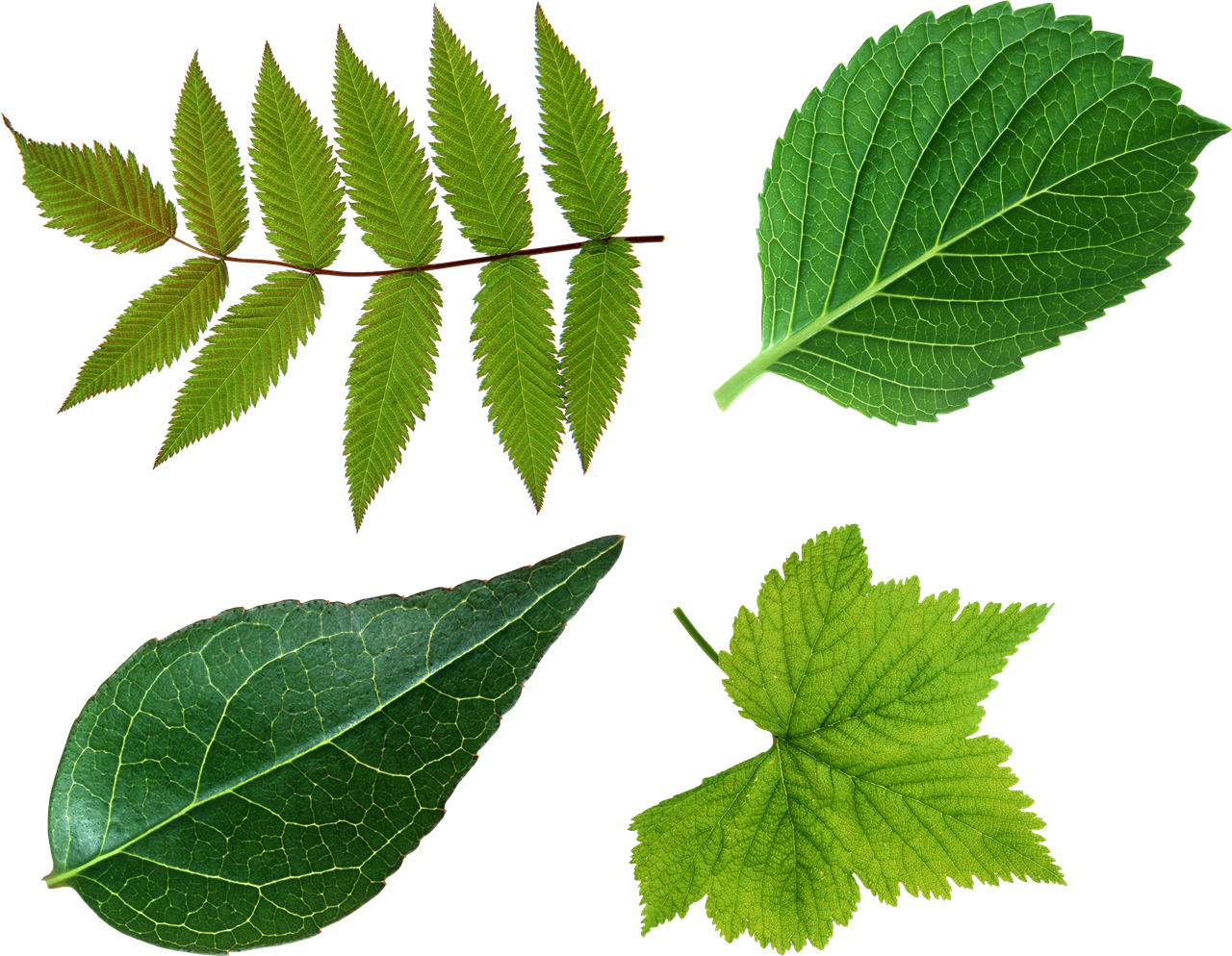 녹색 잎 PNG 이미지 투명