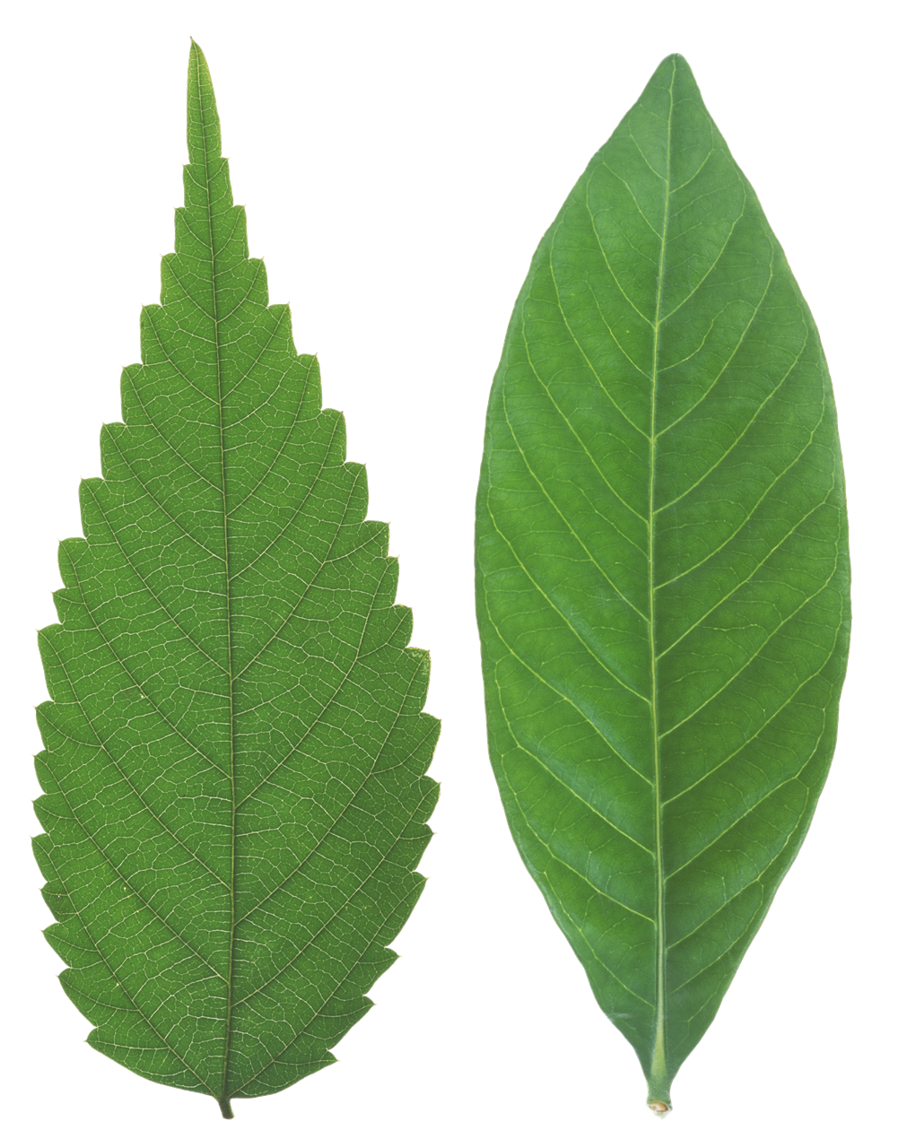 녹색 잎 PNG 사진
