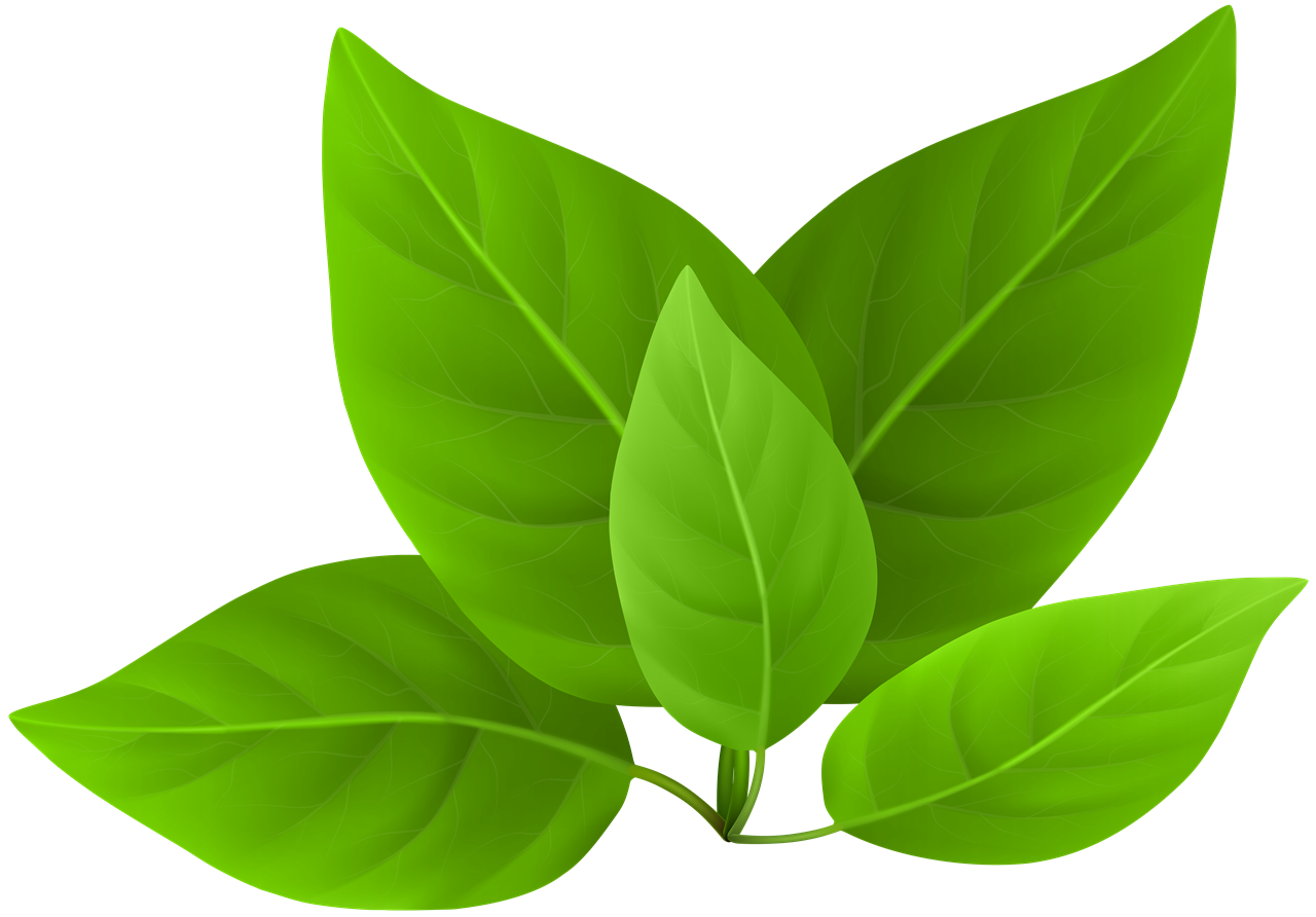 녹색 잎 PNG 투명 이미지
