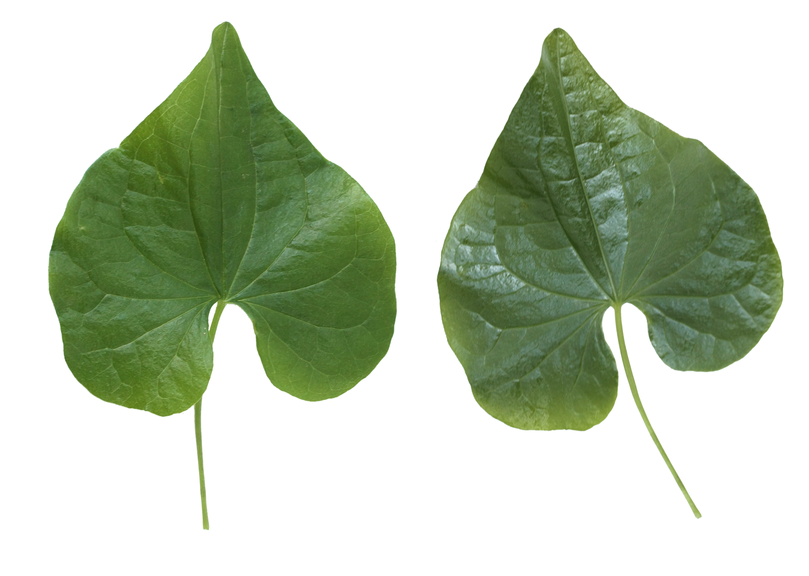 녹색 잎 투명 이미지 잎