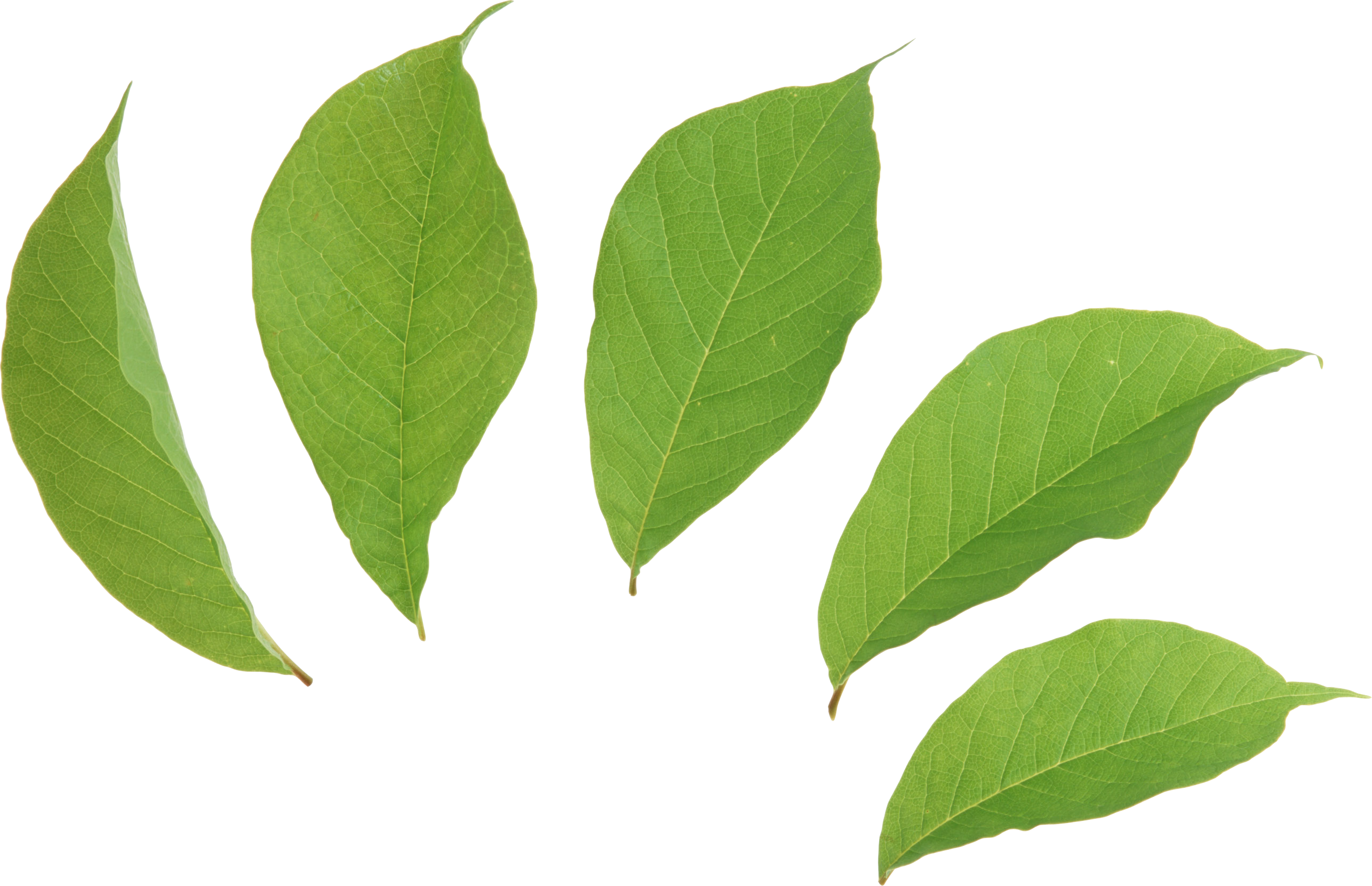 녹색 잎 투명