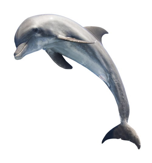 Jumpnig dolphin PNG высококачественный образ