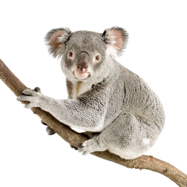 Koala PNG Pic