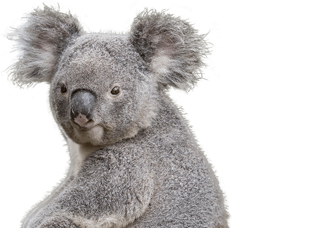 Koala Transparent Image