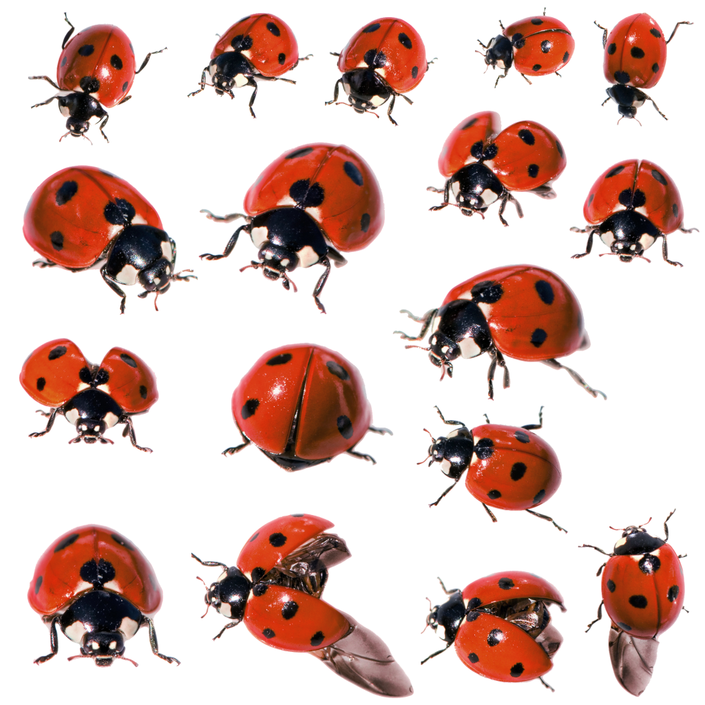 Ladybug serangga PNG Pic