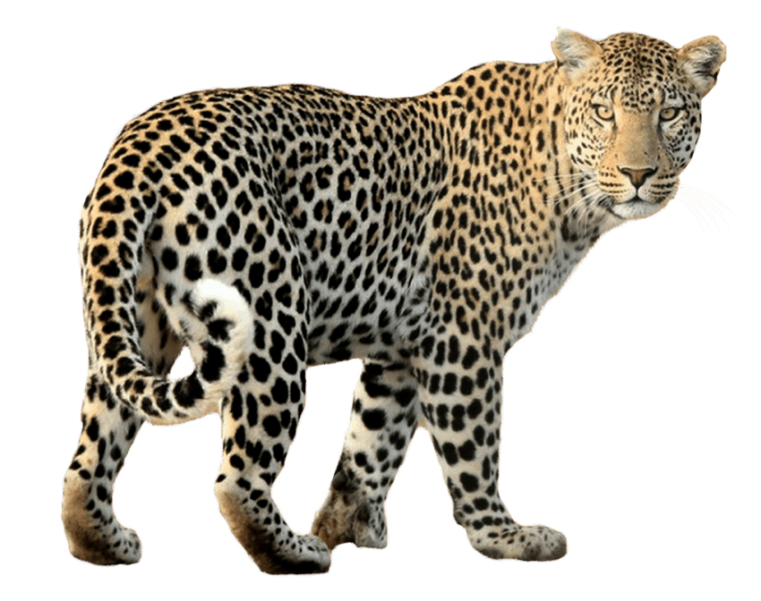 Leopar ücretsiz PNG Görüntü