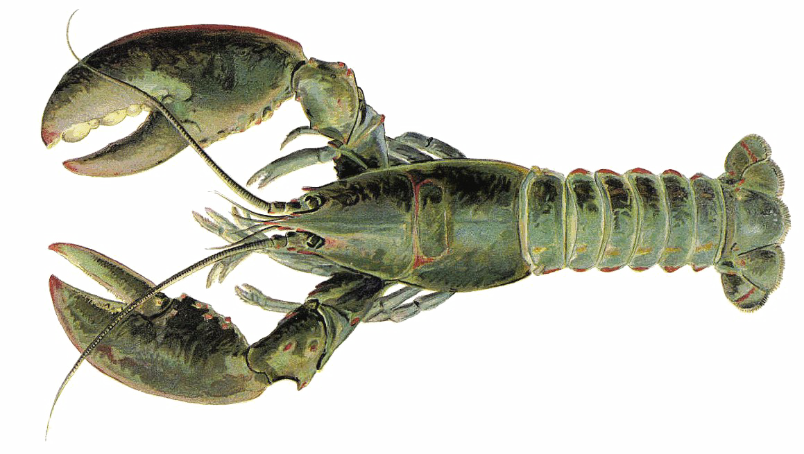 Lobster PNG Free Download